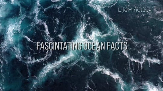 Tropical Ocean Facts